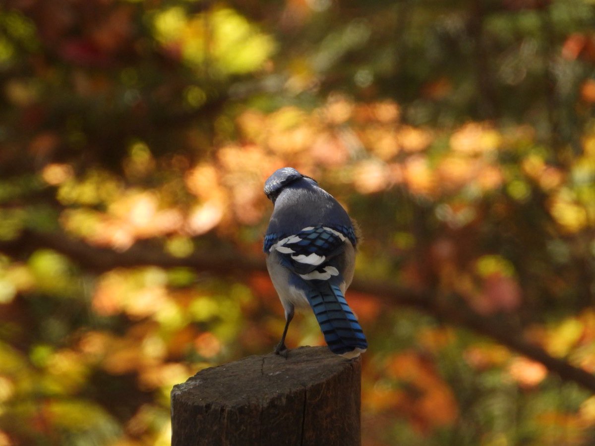 Finally got to capture a couple of beautiful Blue Jays

Parc Oméga, Montebello, QC 🇨🇦