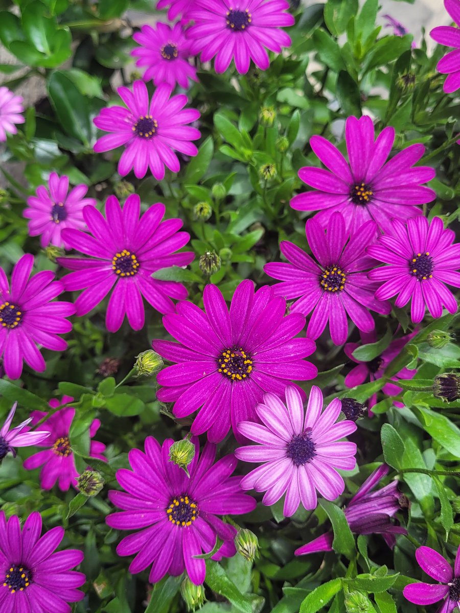 Beautiful flowers 🌸
Happy Saturday 🌼