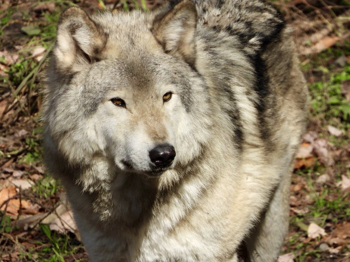 It was a perfect day to visit the Parc yesterday. Sunny and just the right temperature ☀️😎 

Lots of beautiful encounters but some of my favourites have to be the wolves 🐺 Took lots of photos but here’s four of my favourites 📸

Parc Oméga, Montebello, QC 🇨🇦