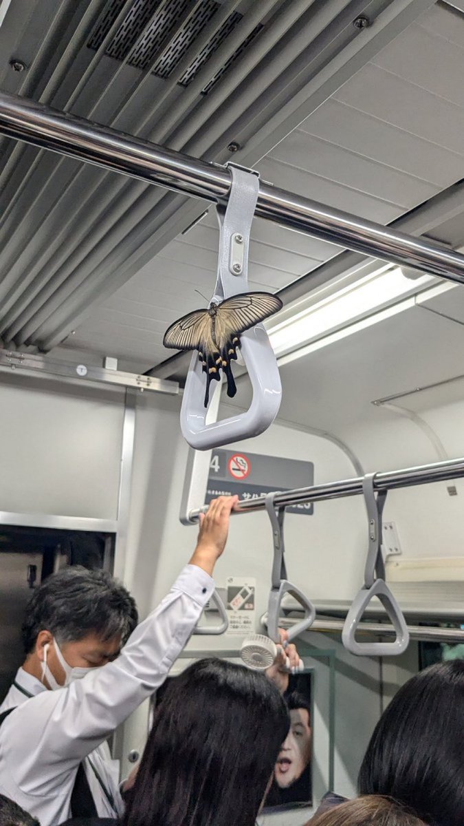 252996's tweet image. 電車のアゲハ蝶。