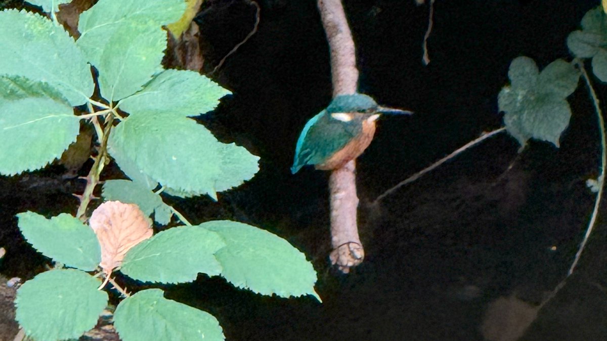 Today I spotted a new visitor on the garden. A kingfisher….#kingfisher #garden