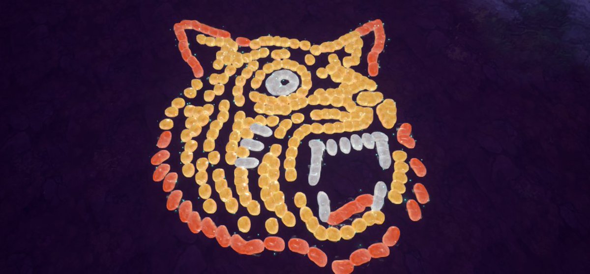 #ニノクロ写真部
＃ニノクロ
バロさんのお誕生日お祝いに
阪神のアレｗ

エンビ　もくじいリスポです