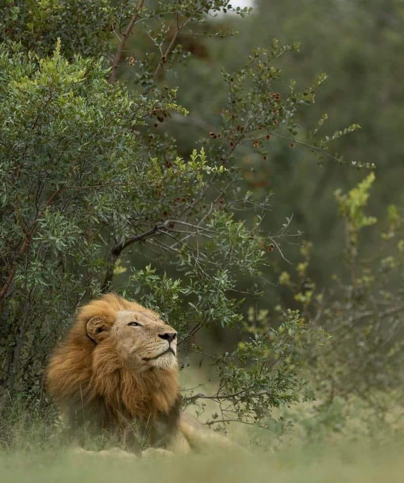 BeyondTravel6's tweet photo. The lion is passion; the lion is the fire. Lions call you to them."  "A lion sleeps in the heart of every brave man." 
#murchisonfallsnationalpark 
#kingofthejungle
#bigfive
#VumbulaUganda https://t.co/RvvJtAmBcL