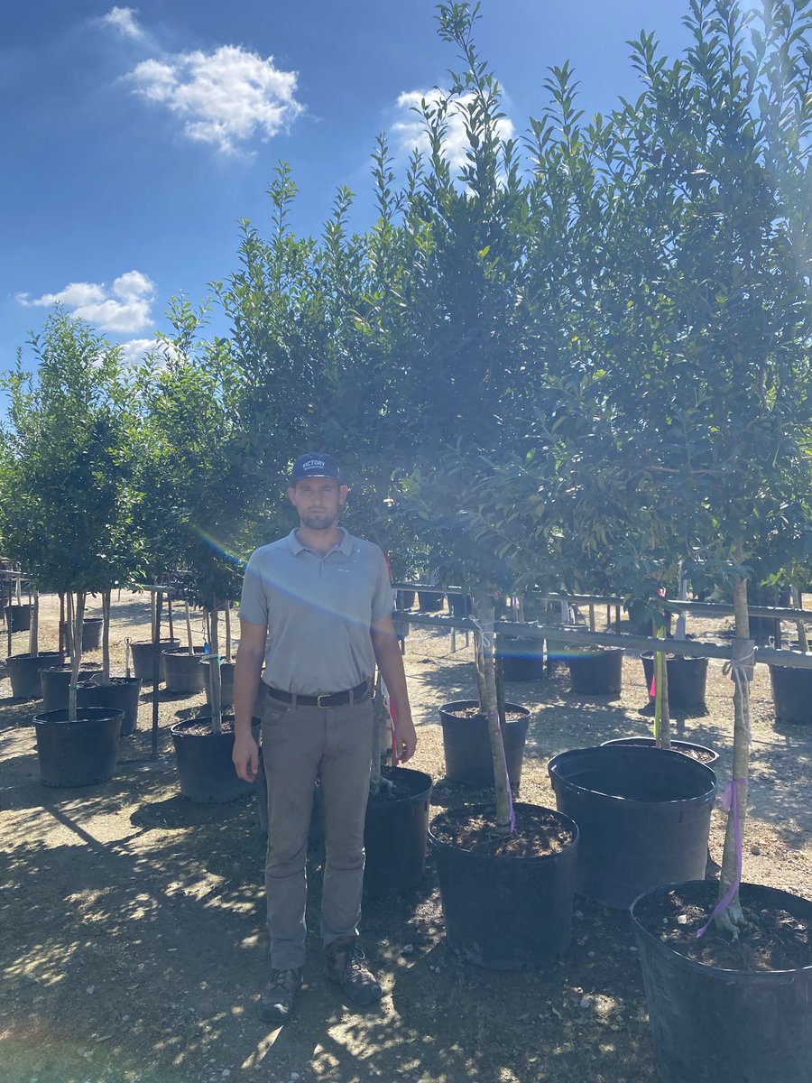 Victory_Turf's tweet image. Best way for a client to understand what size of patio Eagleston Holly they are getting.