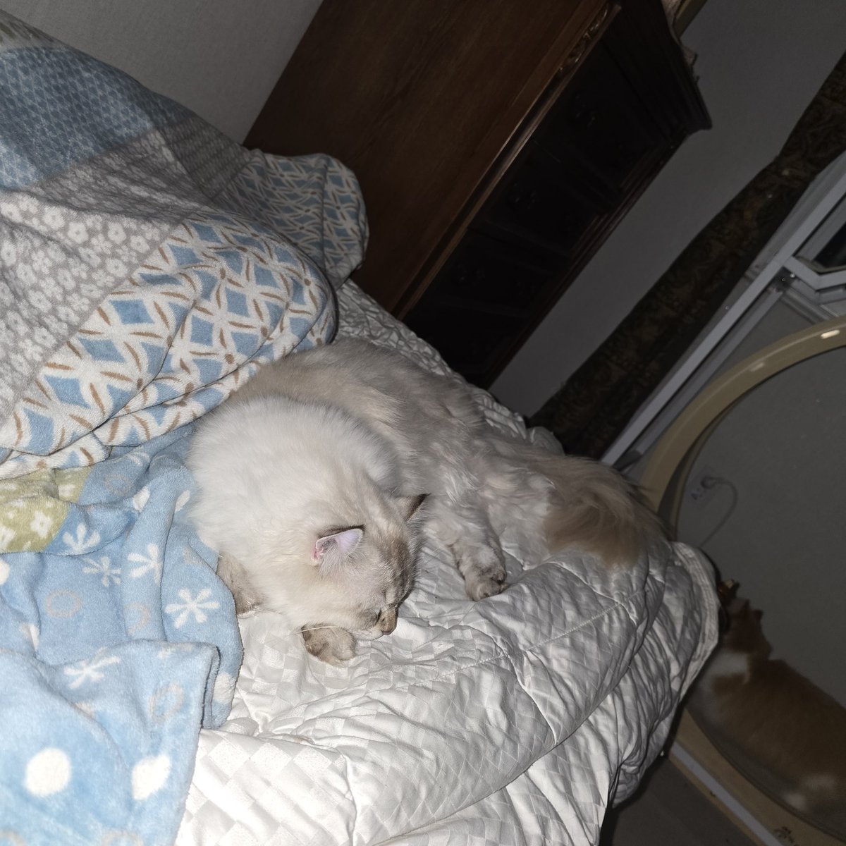 그러고 보니 우리집 온지 1년 넘으셨군...
얼렁뚱땅 임종보호로 눌러앉으셔서 따로 입양절은 없지만 내년 요맘때엔 좀 더 철든 털뭉치가 되시길😌