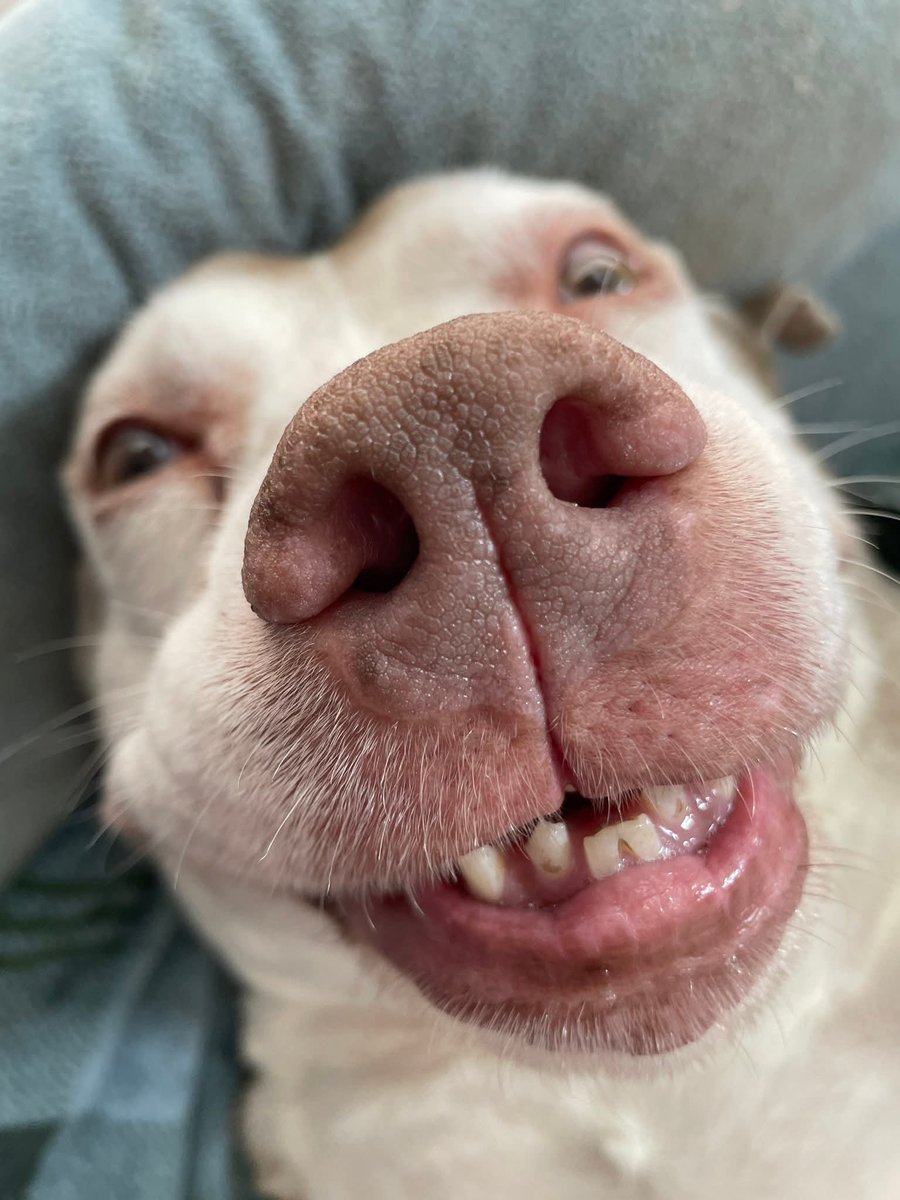 dog_rates's tweet image. This is Dave. He has a smile that could light up a room. Only smiling with his bottom teeth right now so he doesn&apos;t blind you. 13/10 very considerate #SeniorPupSaturday
