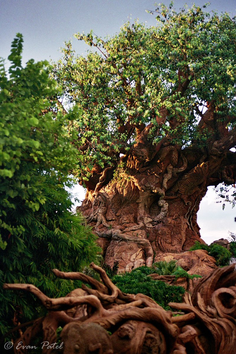 EvanPatel11's tweet image. At the end of the day, you're not supposed to come to DAK to ride rides. That's never been the purpose of the park. You're supposed to explore, slow down, and experience the natural world. The attractions are an added benefit and help tell that narrative.