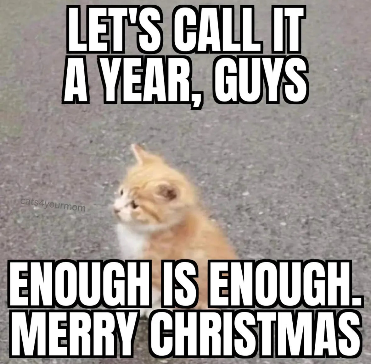 LiterallyMeCats (@literallymecats) on Twitter photo 