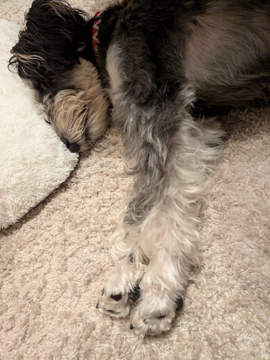 おやすみおやすみ　またあした🐶💤