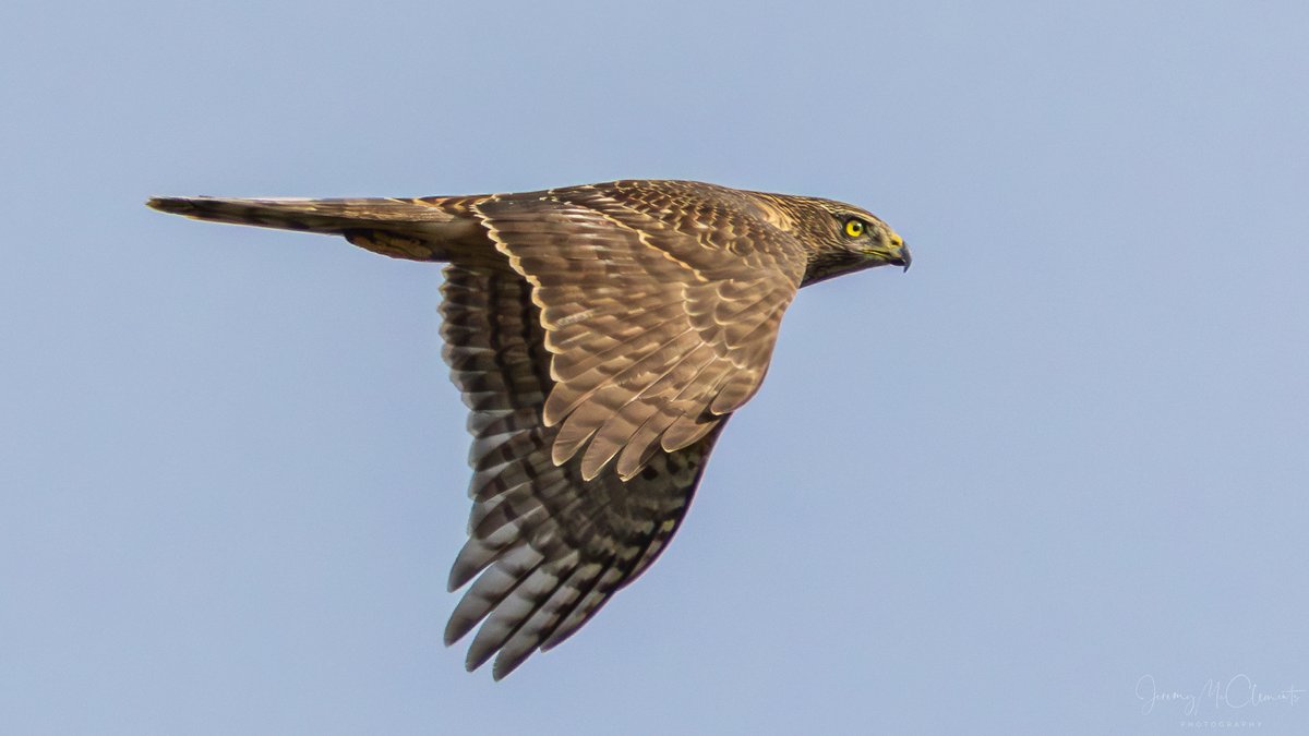 Goshawk over Blashford lakes today testing the wild foul in the area. <a href="/HIWWTConserve/">HIWWTConservation</a> <a href="/HOSbirding/">Hampshire Ornithological Society</a> <a href="/BirdGuides/">BirdGuides</a> #Hawks <a href="/CanonUKandIE/">Canon UK and Ireland</a> #birdphotography #Raptors