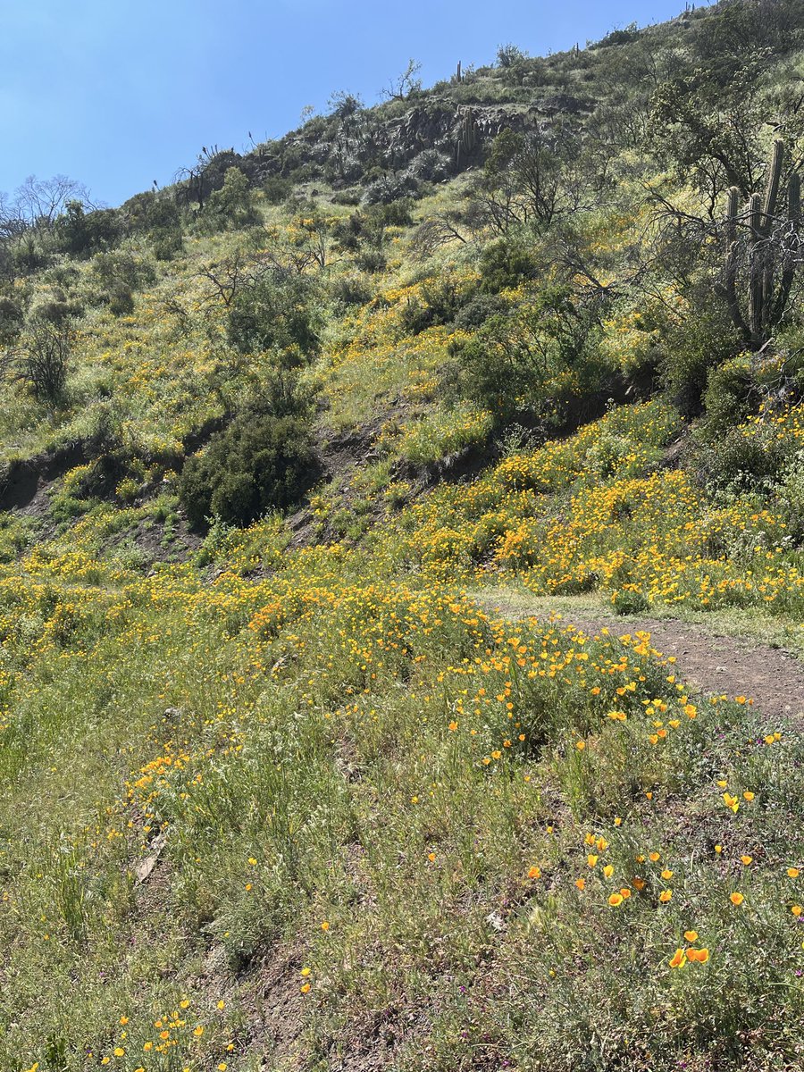 Ignacio Irarrazaval (@ignacio_irarraz) on Twitter photo Linda huella esta mañana…! Linda huella esta mañana…!