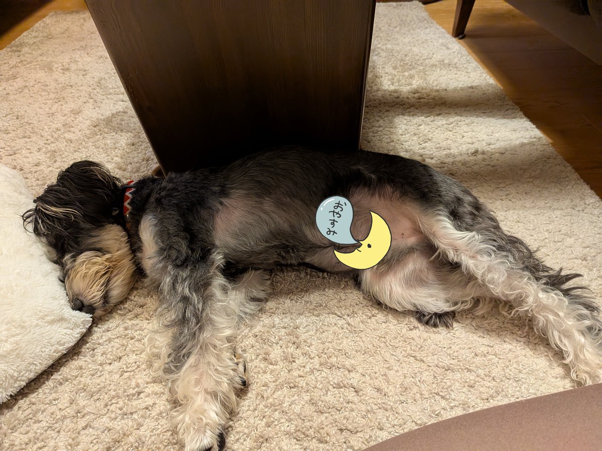 おやすみおやすみ　またあした🐶💤その2