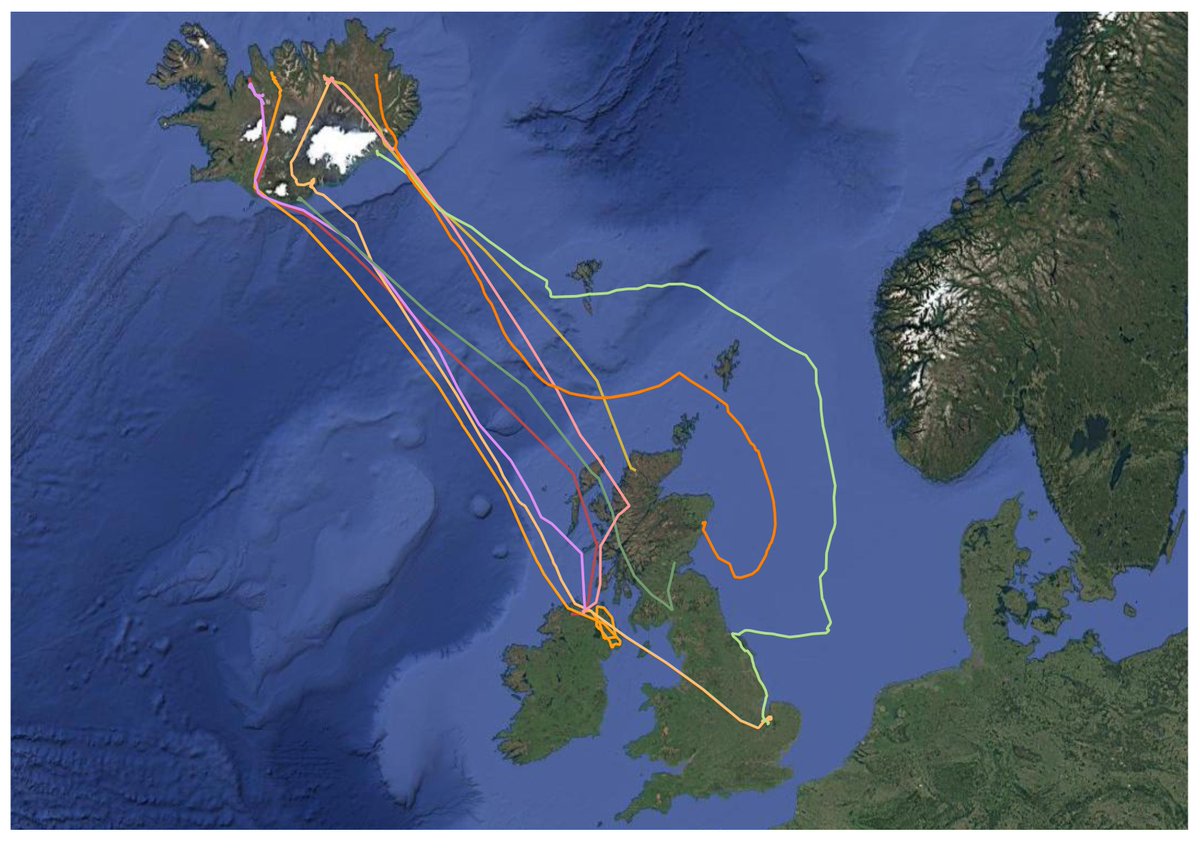KaneBrides's tweet photo. A week on from #StormAmy 🌬️ data from our tagged Whoopers show both storm assistance &amp; displacement. Some birds made rapid migrations, others battled the elements – some out at sea for 55 hrs! As North Atlantic storms grow more frequent, understanding their impact is vital. 🦢 https://t.co/MjGQzyEFlL