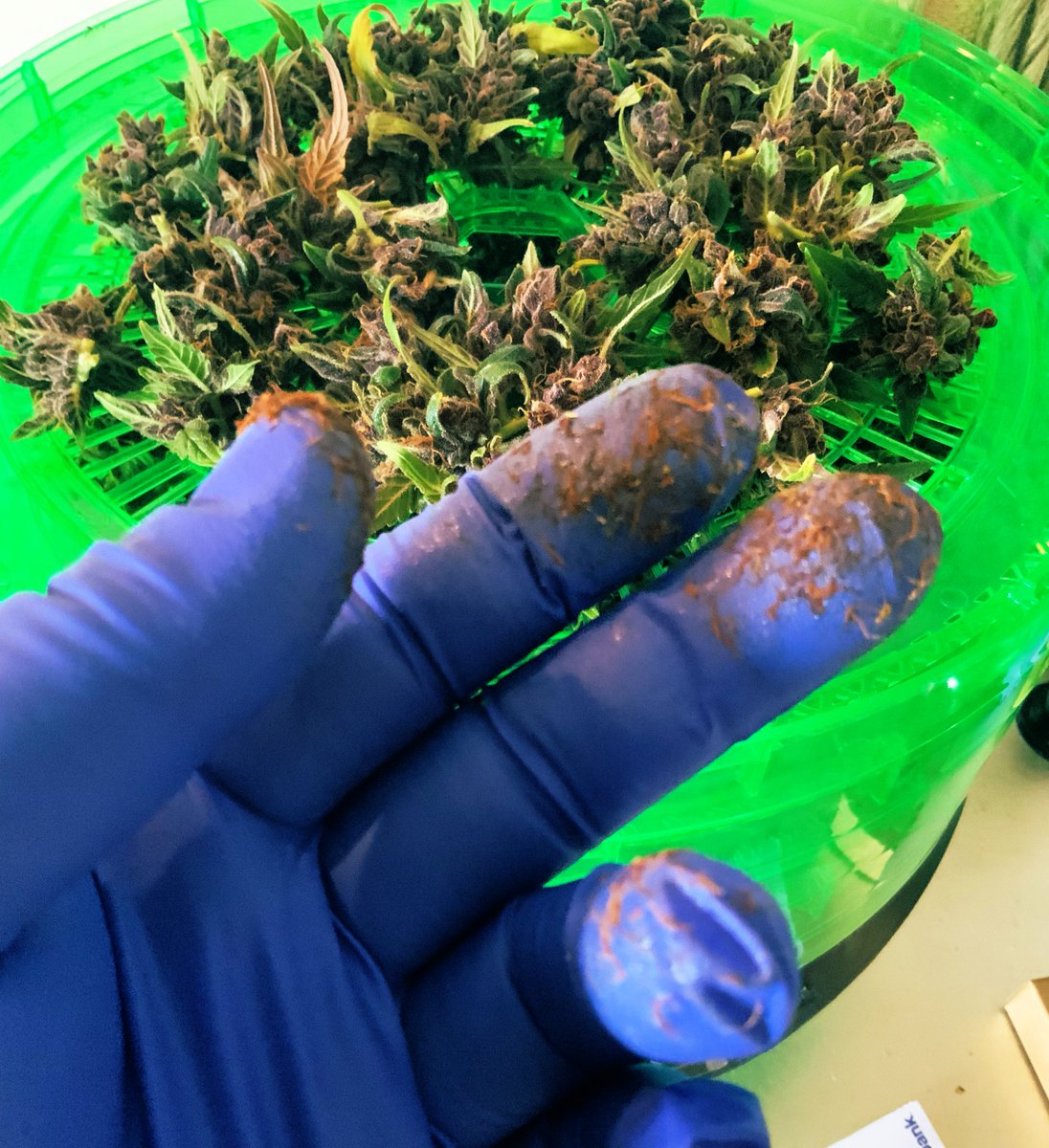 SlobbyT (@slobby_t) on Twitter photo A little chop and trim on one of the Grand Daddy Hofmann F2’s from <a href="/PsillyrabbitG/">PsillyRabbit Genetics</a>
It’s Finger Sticking Good 🐰🔥 A little chop and trim on one of the Grand Daddy Hofmann F2’s from <a href="/PsillyrabbitG/">PsillyRabbit Genetics</a>
It’s Finger Sticking Good 🐰🔥