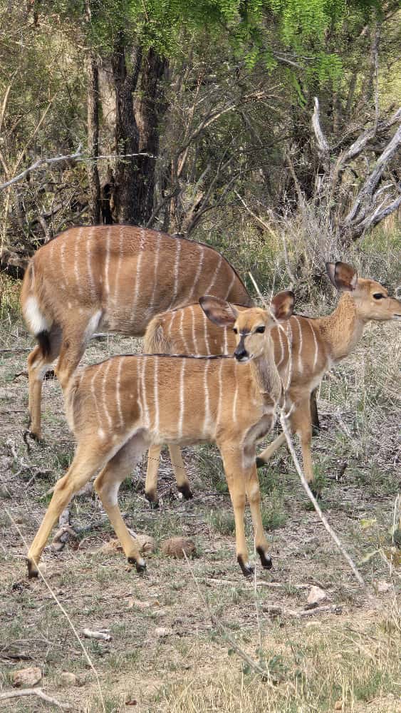 LatestKruger's tweet image. 3:47pm
Herd of Nyala 
H4-1, 30km W of Lower Sabie
5/5
Tinged by the Chhaparias