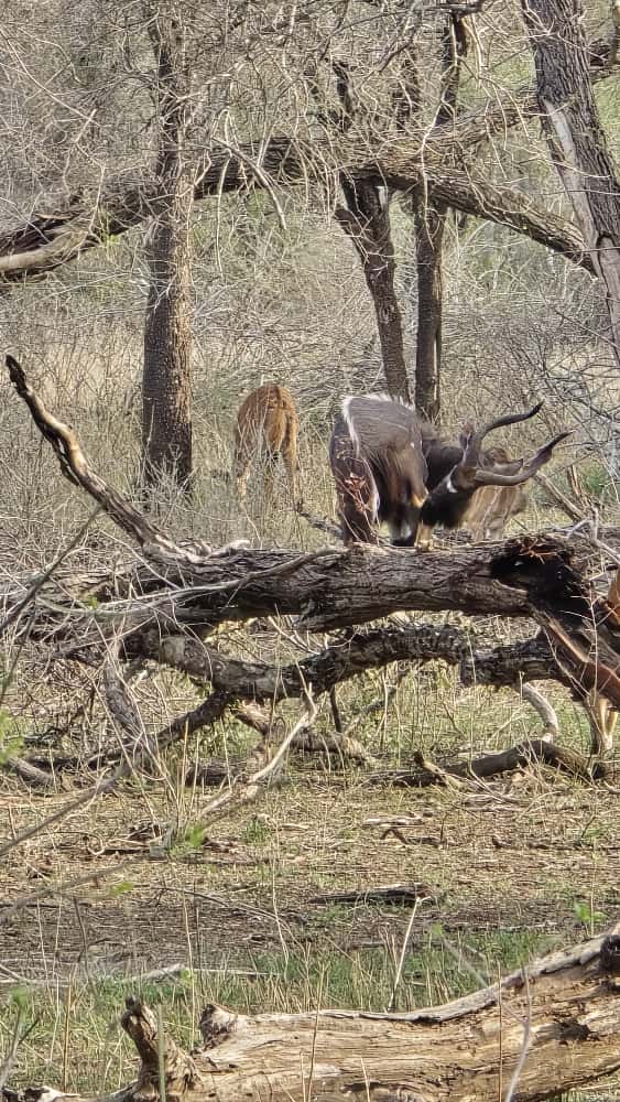 LatestKruger's tweet image. 3:47pm
Herd of Nyala 
H4-1, 30km W of Lower Sabie
5/5
Tinged by the Chhaparias