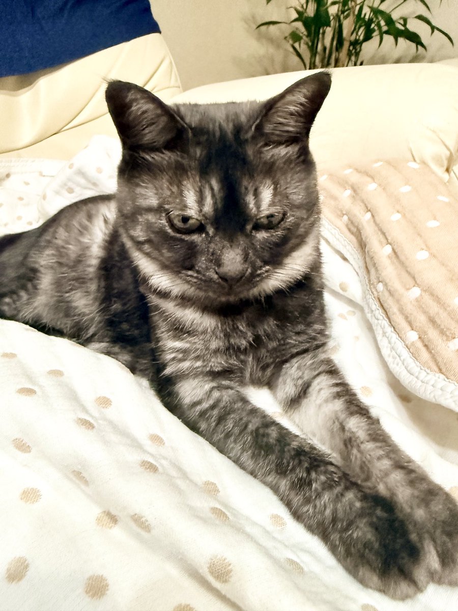 1107_Tsuchinoko's tweet image. そろそろ寝ますね〜
おやすみなさい😴💤

#猫のいる暮らし #cat #野良猫 #保護猫 #家猫 #cat 
#バイク乗りと繋がりたい #バイク好きと繋がりたい #車好き