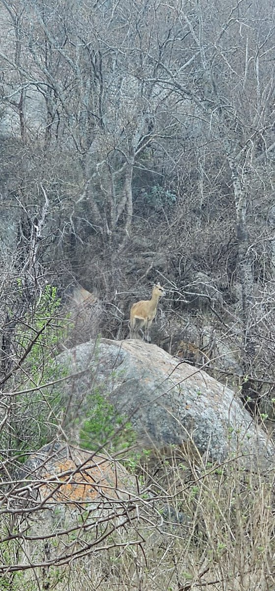 LatestKruger's tweet image. 4:33pm
1 Klipspinger
S112, on a rock 500m W of the S114
Near Skukuza
5/5
Tinged by Ansu