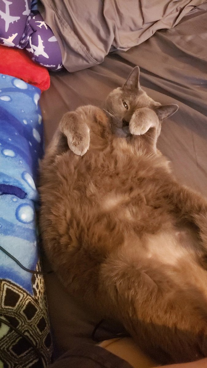 Novaandbugs's tweet photo. Morning 😴🥴
#bugsyboy https://t.co/pbZzQFyMmr