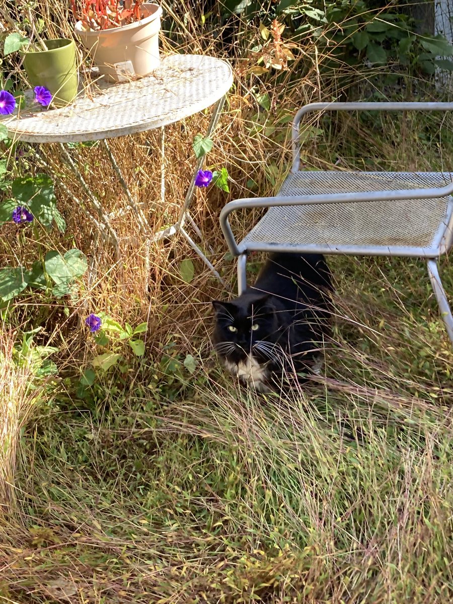 Happy Caturday to all!