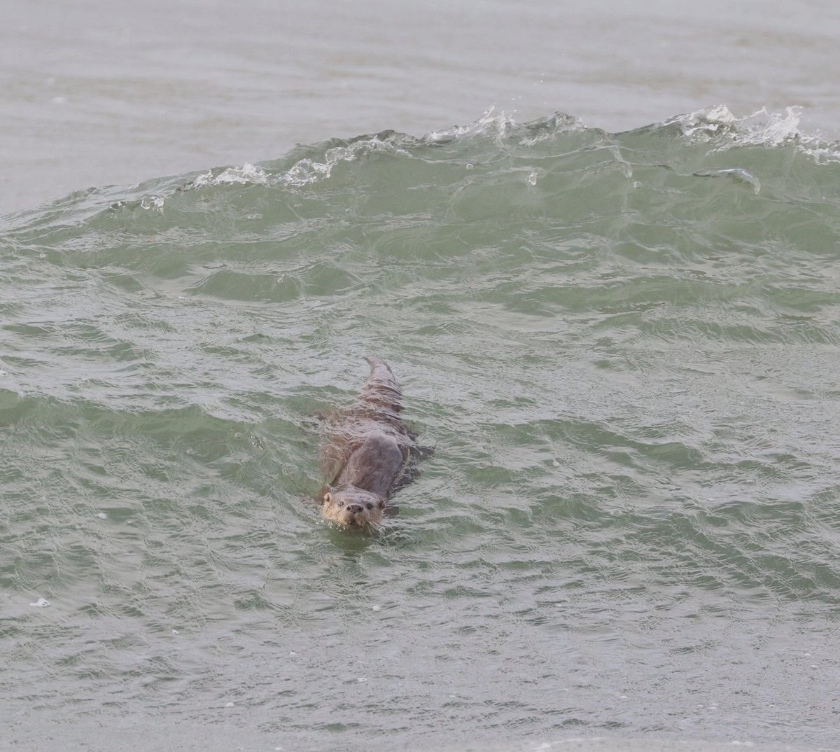 Latest Blog Post : Shetland Trip...... 20th - 27th September 2025.
robs-birding.blogspot.com