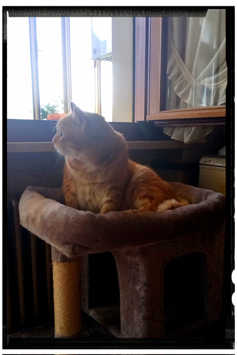 Happy #Caturday

🐾 Jack