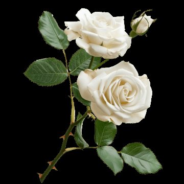 Sereno sabato a tutti 🥰🥰🥰🥰🥰