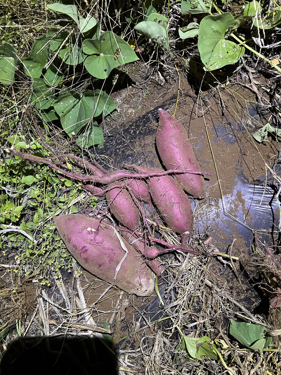 さつまいもの試し掘り
紅はるかとシルクスイートです。
なかなか良い感じですね。
さっきも小雨降っていたから明日も米の脱穀はできそうにないし、芋蔓を切ってしまいましょう。