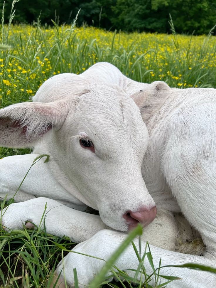 sionascow's tweet photo. https://t.co/FRt3XMiFBh