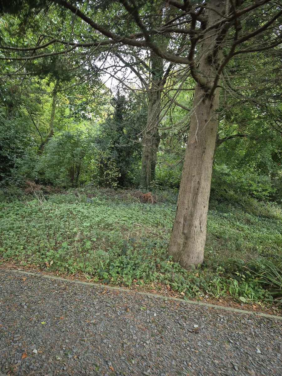 ✨️🇯🇲𝓛𝓪𝓬𝓮𝔂✨️🇮🇪 tweet media