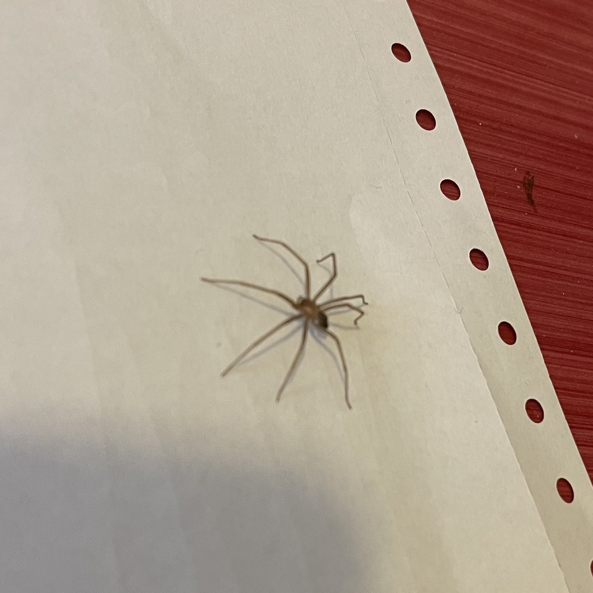 Fabio Venni tweet media