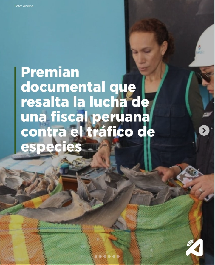 eloymarchan's tweet photo. Evelyn Lamadrid Vences, fiscal ambiental del Santa, viene recibiendo amenazas de muerte por hacer su trabajo. Lamadrid es una valiente fiscal que investiga la pesca ilegal y el tráfico de aletas de tiburón. Su trabajo ha sido destacado por cadenas internacionales como Al Jazeera. https://t.co/Uuak6ZdQTP