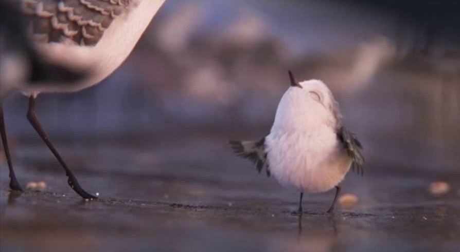 rei_sunaga1976's tweet image. #見た人もなにか無言でかわいいをあげる 

#piper  #ひな鳥の冒険