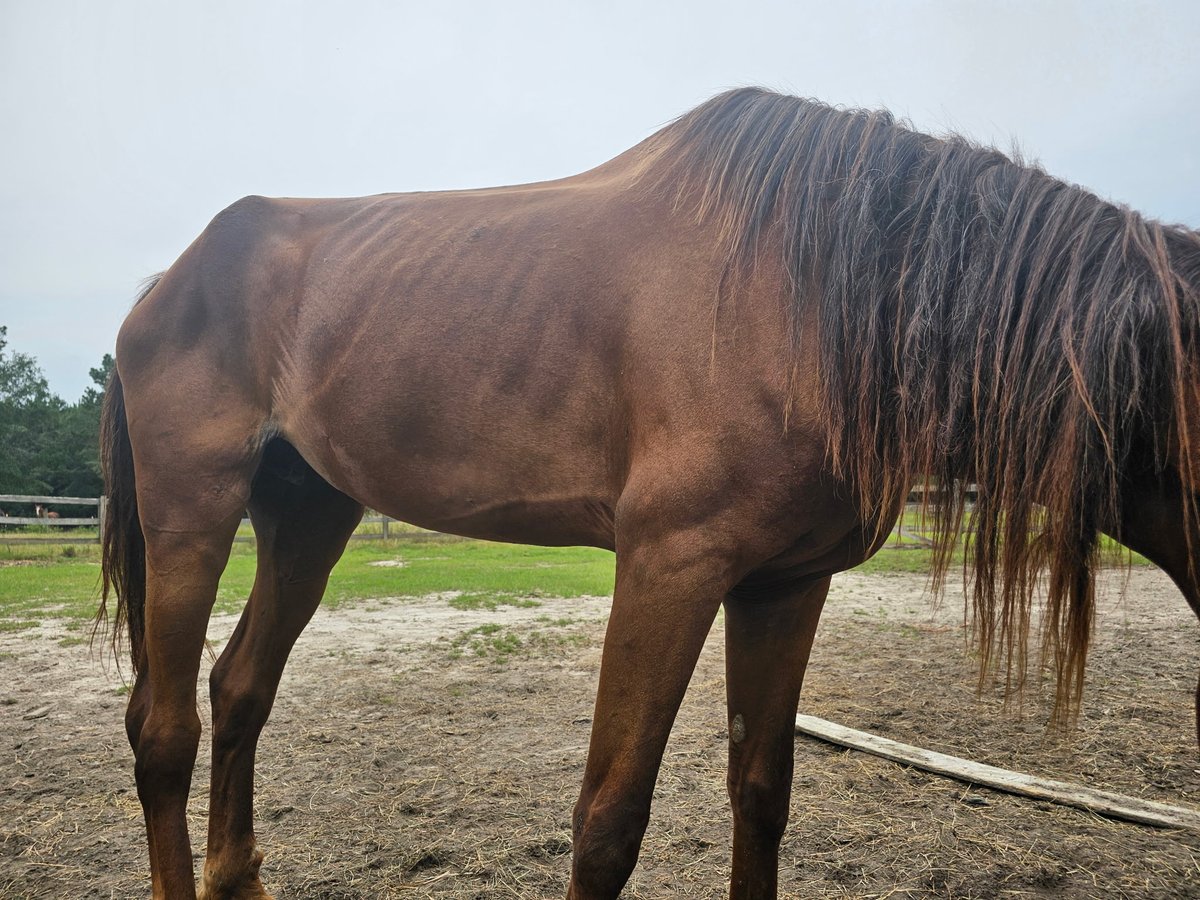 ProTurfSolFL's tweet image. Meet Ginger!

Ginger was saved from a kill pen in Texas that direct ships to Mexico.

Ginger is one of the few horses on our property that is actively looking for her forever home. We aren&apos;t 100% sure of her breed, but we are 100% sure she is a sweetheart. She is green broke and…