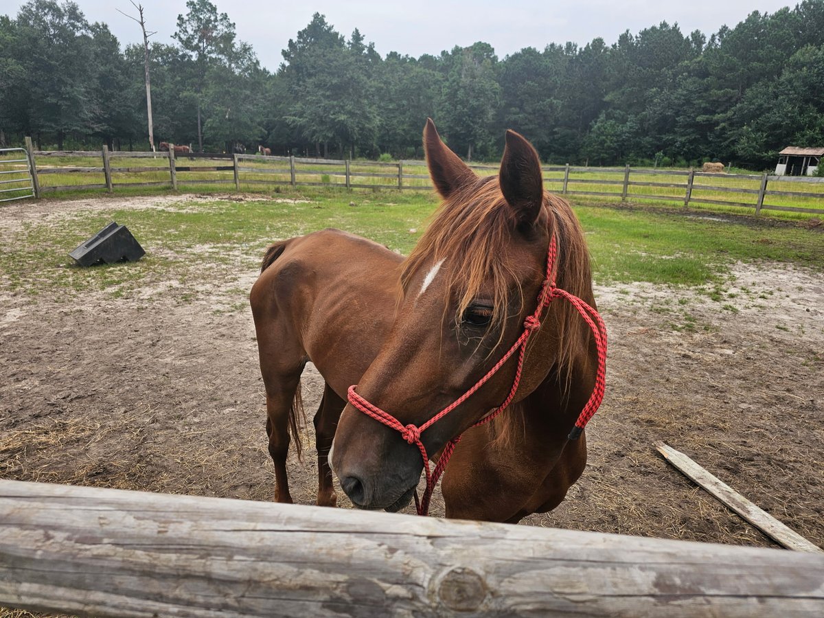 ProTurfSolFL's tweet image. Meet Ginger!

Ginger was saved from a kill pen in Texas that direct ships to Mexico.

Ginger is one of the few horses on our property that is actively looking for her forever home. We aren&apos;t 100% sure of her breed, but we are 100% sure she is a sweetheart. She is green broke and…