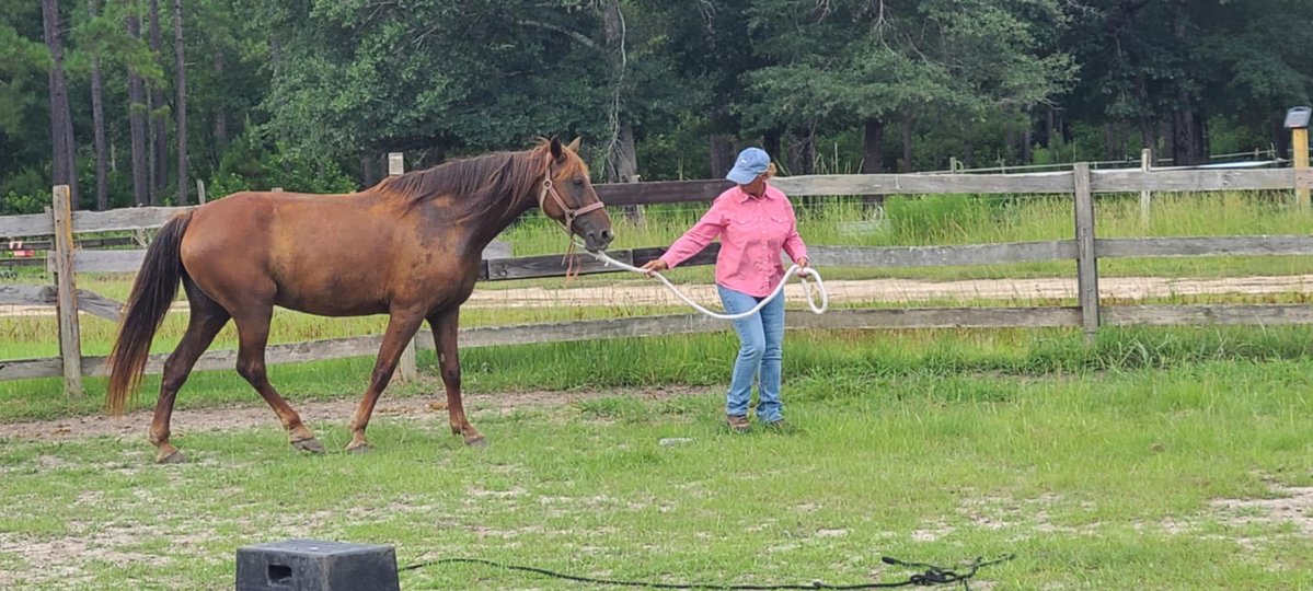 ProTurfSolFL's tweet image. Meet Ginger!

Ginger was saved from a kill pen in Texas that direct ships to Mexico.

Ginger is one of the few horses on our property that is actively looking for her forever home. We aren&apos;t 100% sure of her breed, but we are 100% sure she is a sweetheart. She is green broke and…