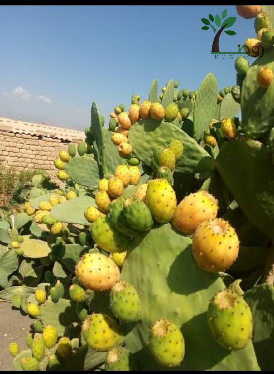 الصبار نبات صريح جداً : يظهر شوكه كله ليحمي رقته من الداخل ..
 عكسنا نحن البشر : 
نظهر رقتنا أمام الناس والشوك بداخلنا