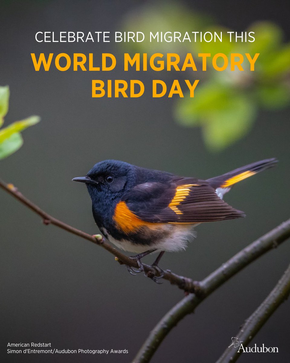 Audubon Society tweet media