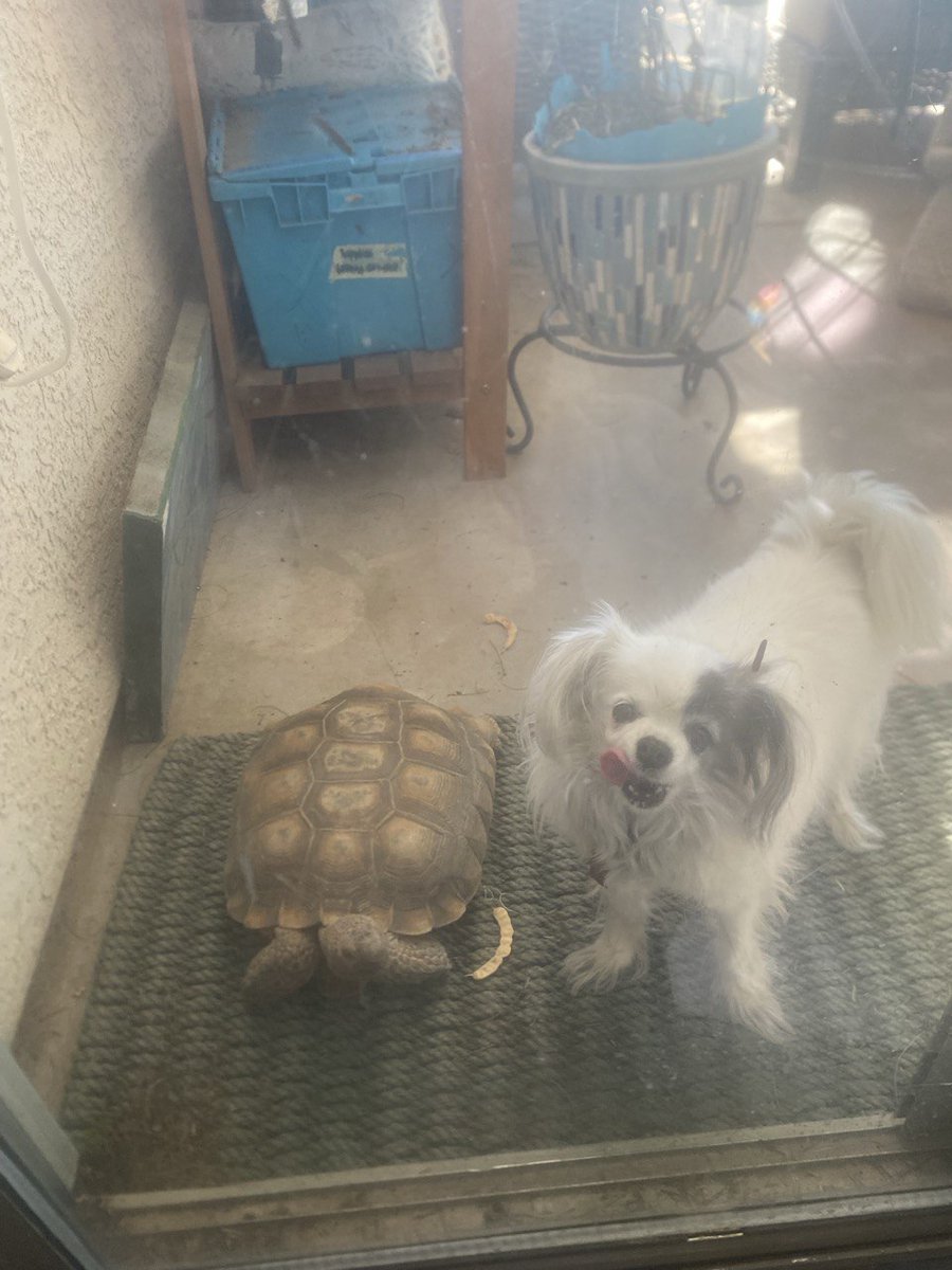 The Dynamic Duo you didn't know you needed in your life.