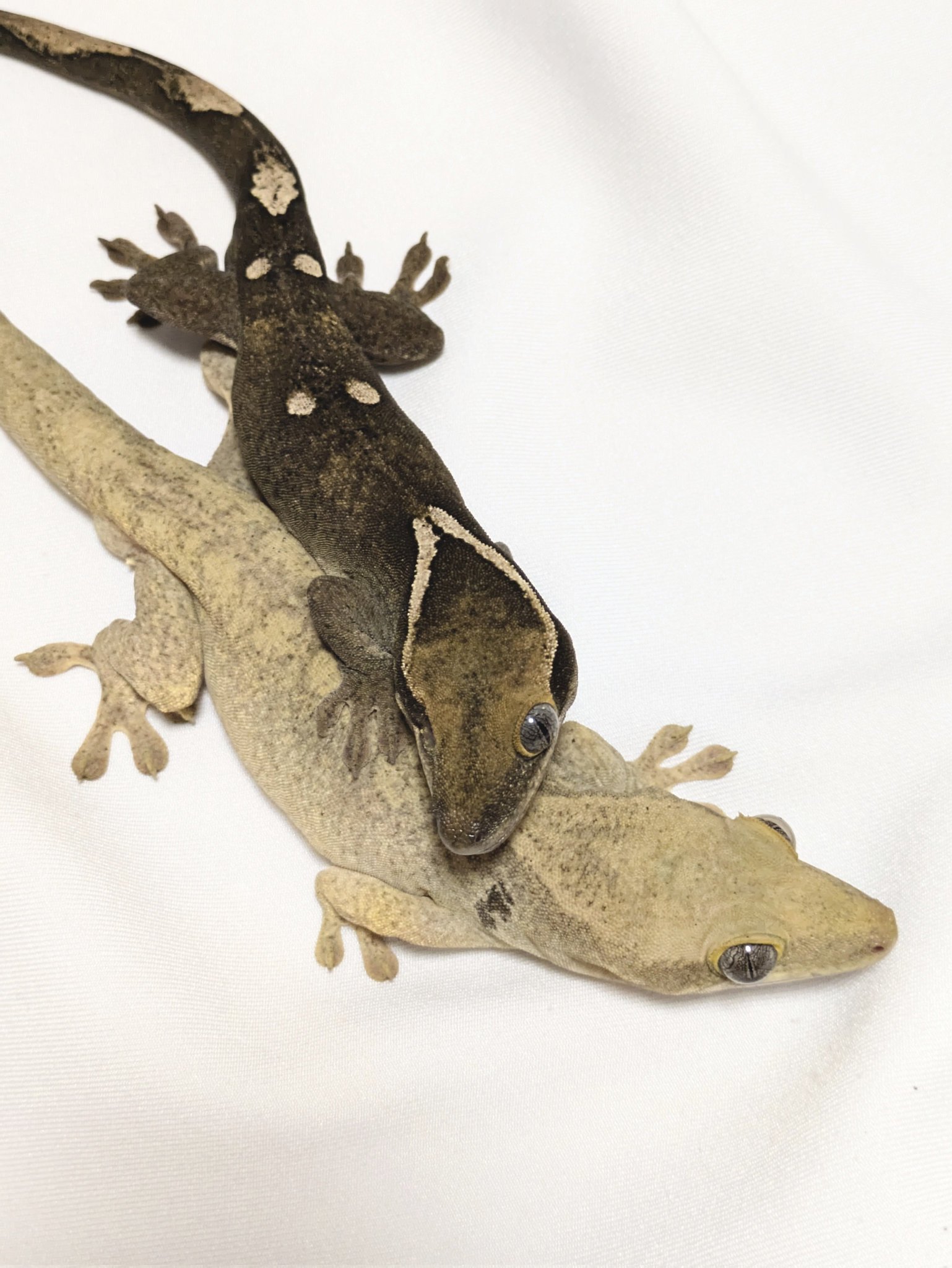 ハコヤモリ（クレスとサラシノ🦎👅） on X: 