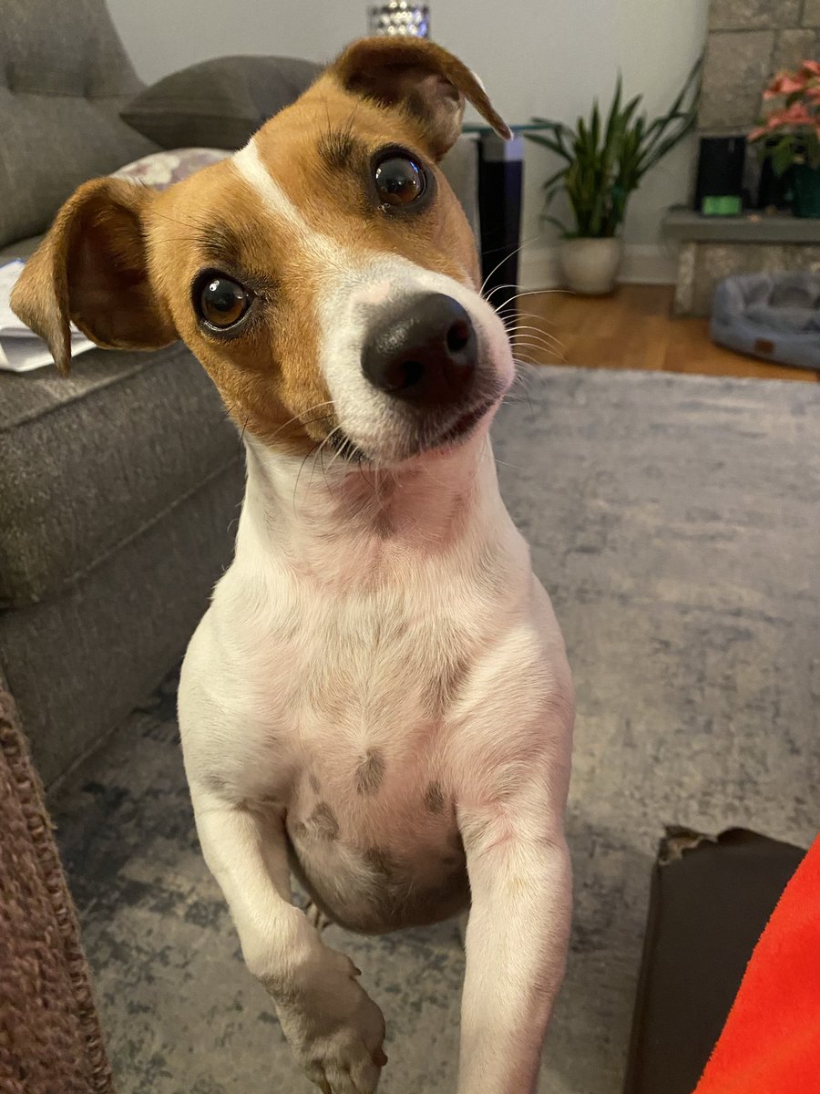 BelleLBear's tweet photo. #SaturdayVibes #dogsofX #SaturdayHello #dogs #zshq #dogsoftwitter #BabyBea
๐งก๐HAPPY SATURDAY!๐๐งก https://t.co/QMpzoEjfgg