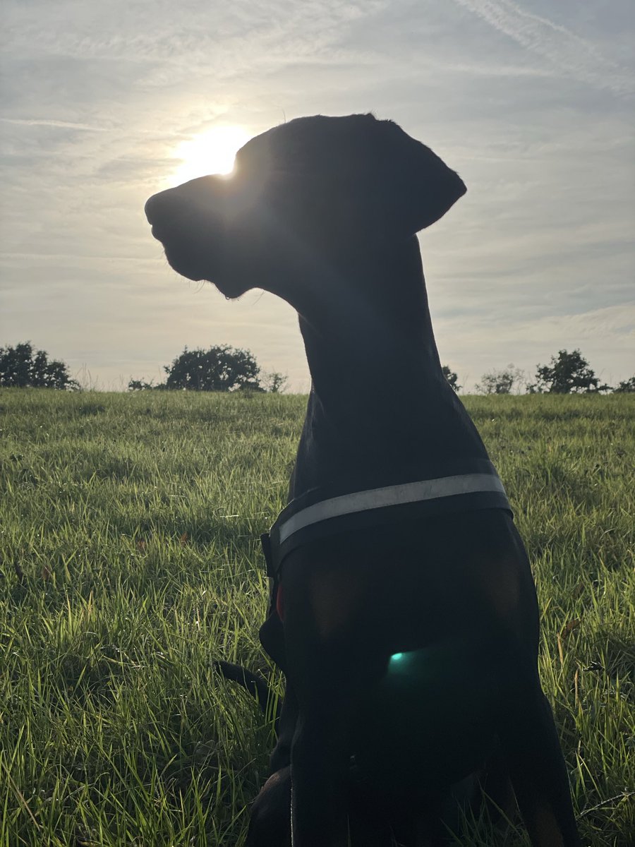 Eventually got him outside 🤣🥰🐾