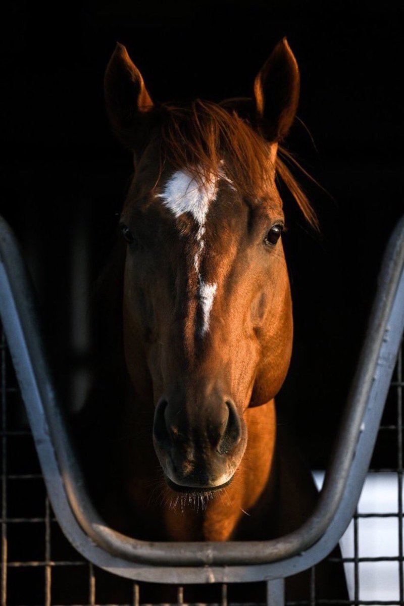 AlmaimoniS's tweet image. هيبة #الخيل ما تحتاج شرح