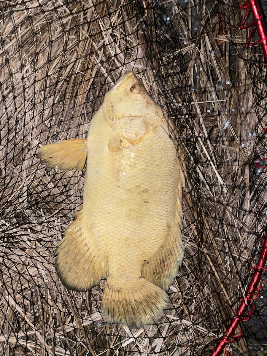 mame6312's tweet photo. マツダイｙｇ https://t.co/znfFNdG8dn