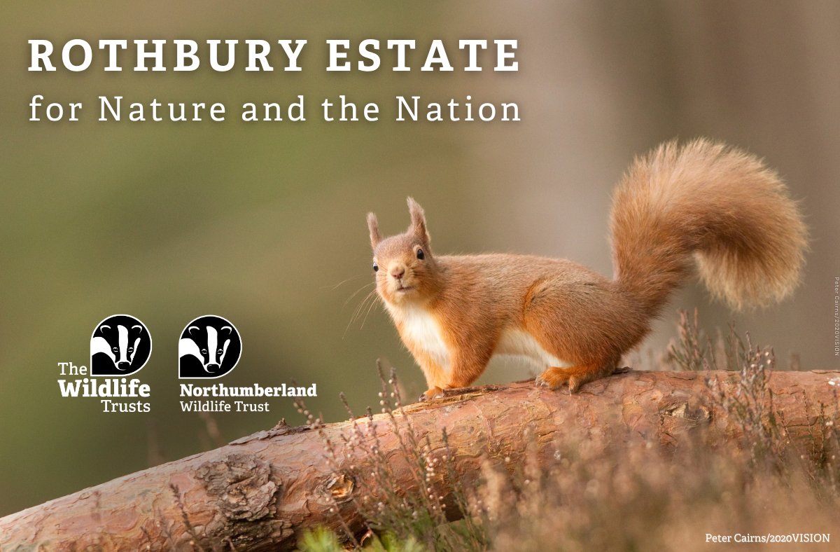 WildlifeTrusts's tweet image. Red Squirrel Awareness Week 🐿️🪶 

The Rothbury Estate is a vital area for red squirrel conservation.  Many of its population call the landscape home. Protecting this means protecting them. ️ 

Find out more 👉 wtru.st/rothbury-appeal