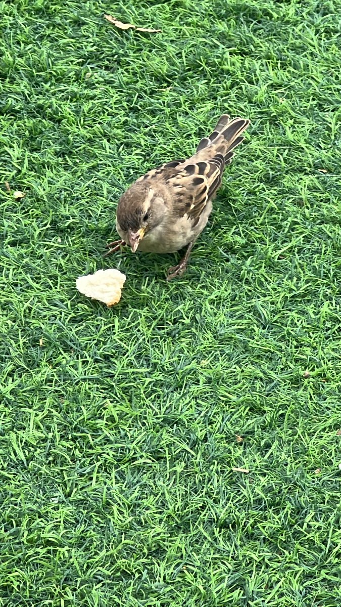 KatySnchez's tweet image. Un gorrioncillo desayunando. #hacerfotos #aves #gorriones  #pajaros