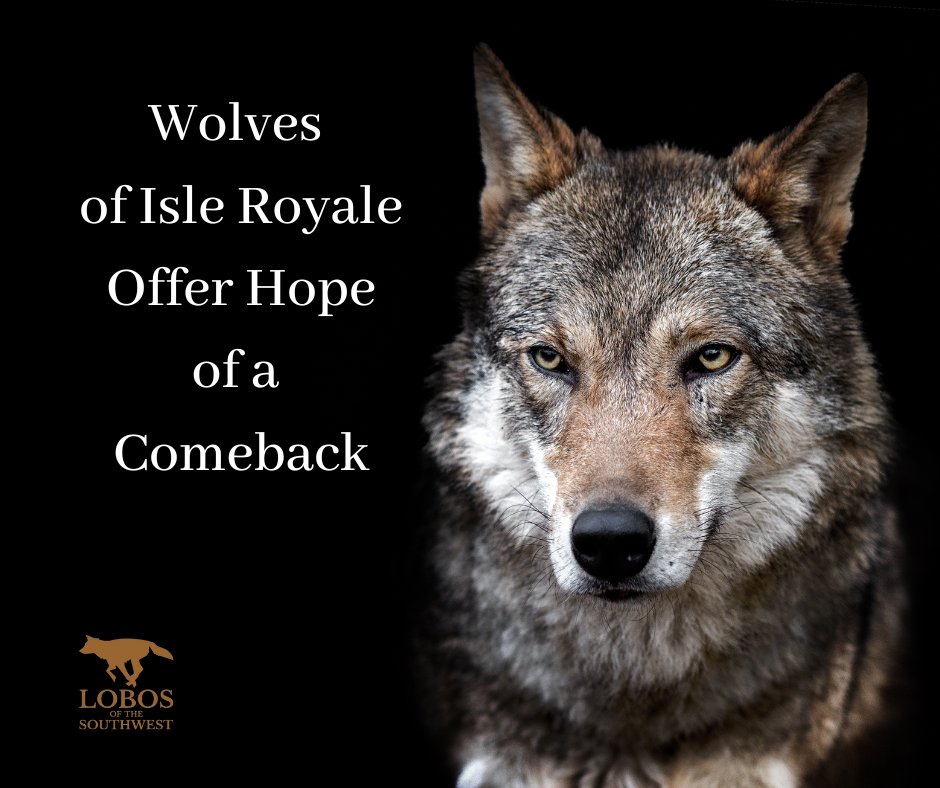MexicanWolves's tweet image. The Wolf-Moose Project at Isle Royale National Park is an outstanding example of community science made possible by dedicated volunteers. It&apos;s also a perfect example of the value of long-term research that enhances our understanding of nature. ironmountaindailynews.com/news/local-new…