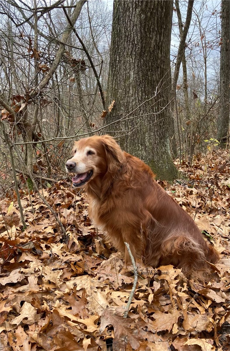 JudyK8e2sox's tweet image. #WeekendSmiles 
*Enjoying Autumn edition*
Cronchee leafs🍂🍁and cooler temperatures 🥰
I show momma and dad that I’m still close, by sending little puffs of wind to swirl da leafs where I used to play🥰😘
~Kate🌈🧡💛
#dogsoftwitter #GRC #goldenretriever