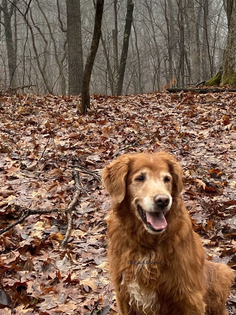 JudyK8e2sox's tweet image. #WeekendSmiles 
*Enjoying Autumn edition*
Cronchee leafs🍂🍁and cooler temperatures 🥰
I show momma and dad that I’m still close, by sending little puffs of wind to swirl da leafs where I used to play🥰😘
~Kate🌈🧡💛
#dogsoftwitter #GRC #goldenretriever