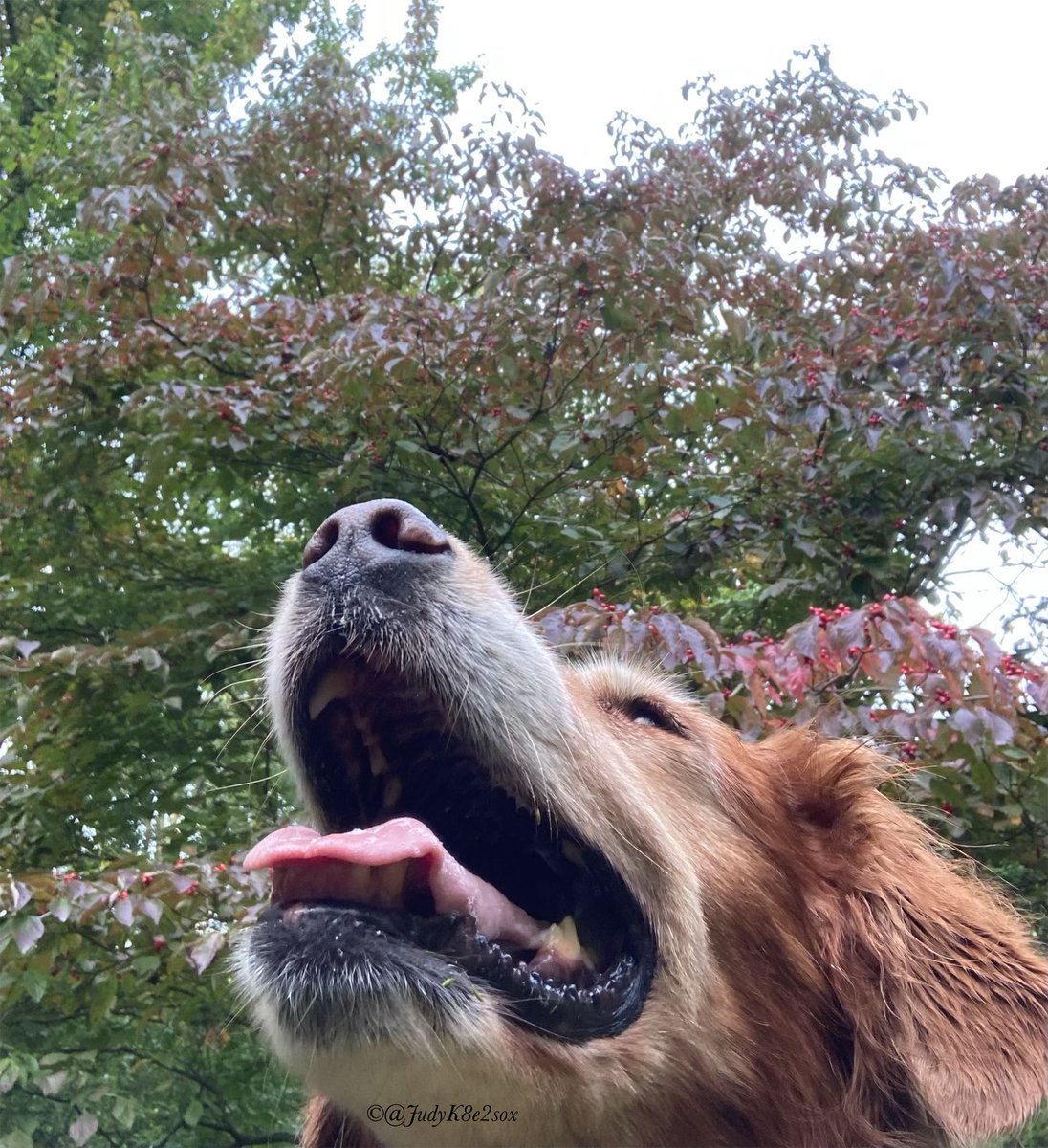 JudyK8e2sox's tweet image. #WeekendSmiles 
*Enjoying Autumn edition*
Cronchee leafs🍂🍁and cooler temperatures 🥰
I show momma and dad that I’m still close, by sending little puffs of wind to swirl da leafs where I used to play🥰😘
~Kate🌈🧡💛
#dogsoftwitter #GRC #goldenretriever